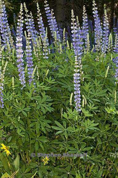 lupinus latifolius var columbianus 2 graphic